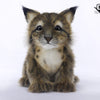 Hansa Creation Lynx Cub Plush Toy - Playful and Lifelike Stuffed Animal - Bamsedyra
