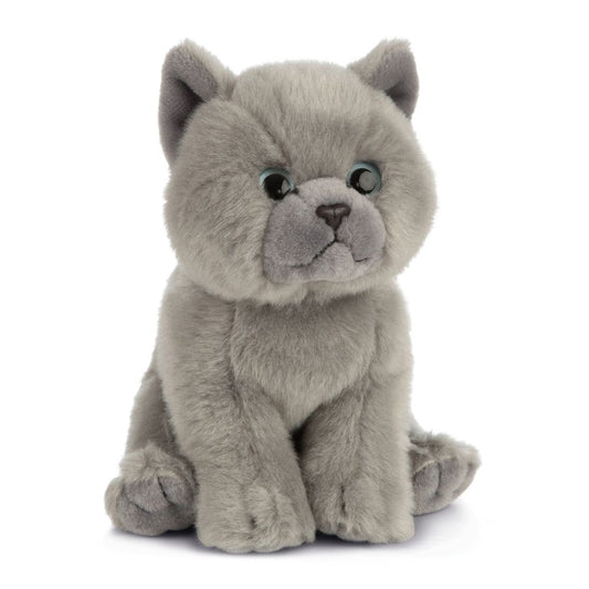 British Grey Shorthair Kitten | Living Nature - Bamsedyra AS