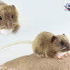 Mus Brun 7 cm – Hansa Creation - Bamsedyra AS