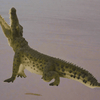 CollectA Crocodile Figure - Bamsedyra AS