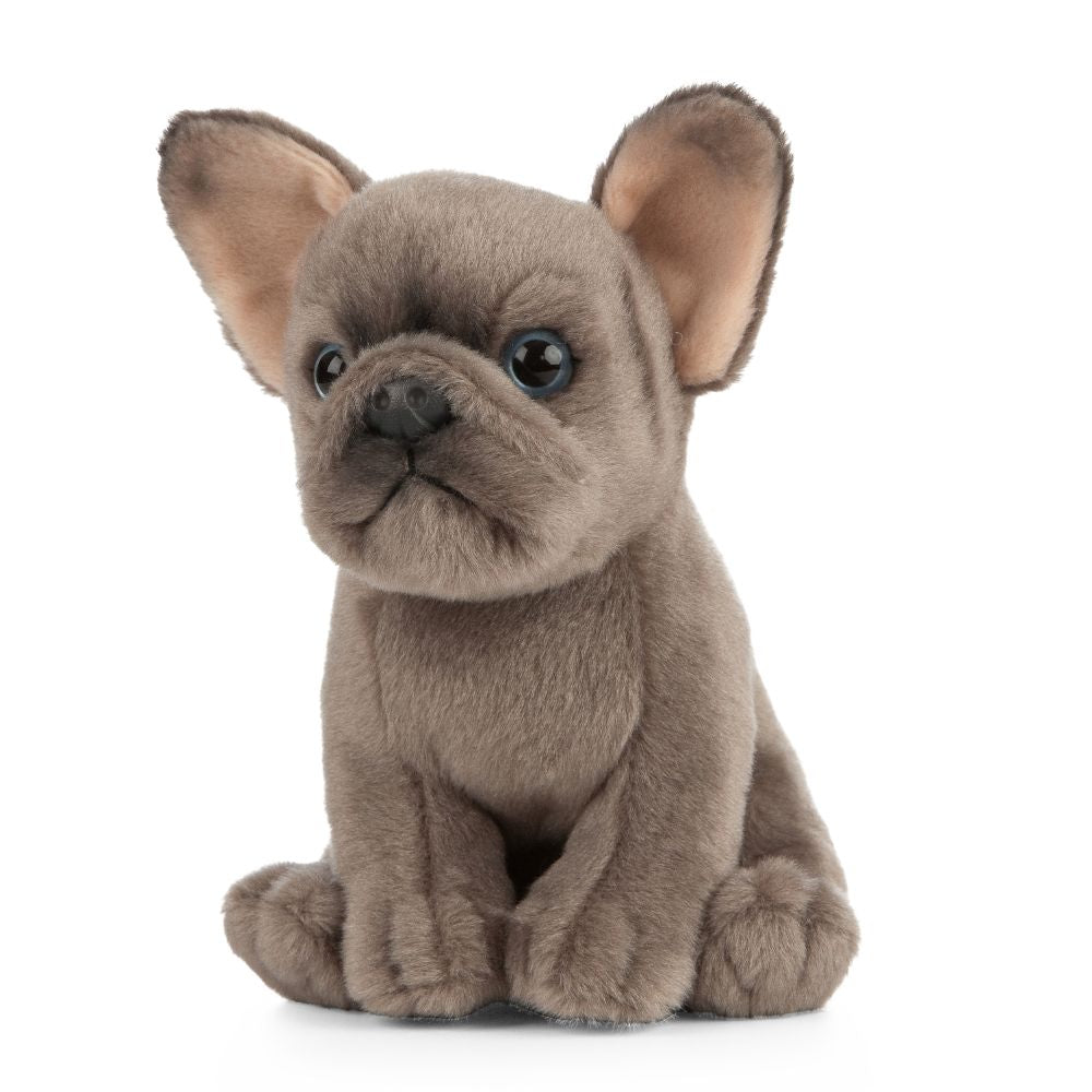 Fransk Bulldog Valp Kosedyr Detail | Living Nature - Bamsedyra AS