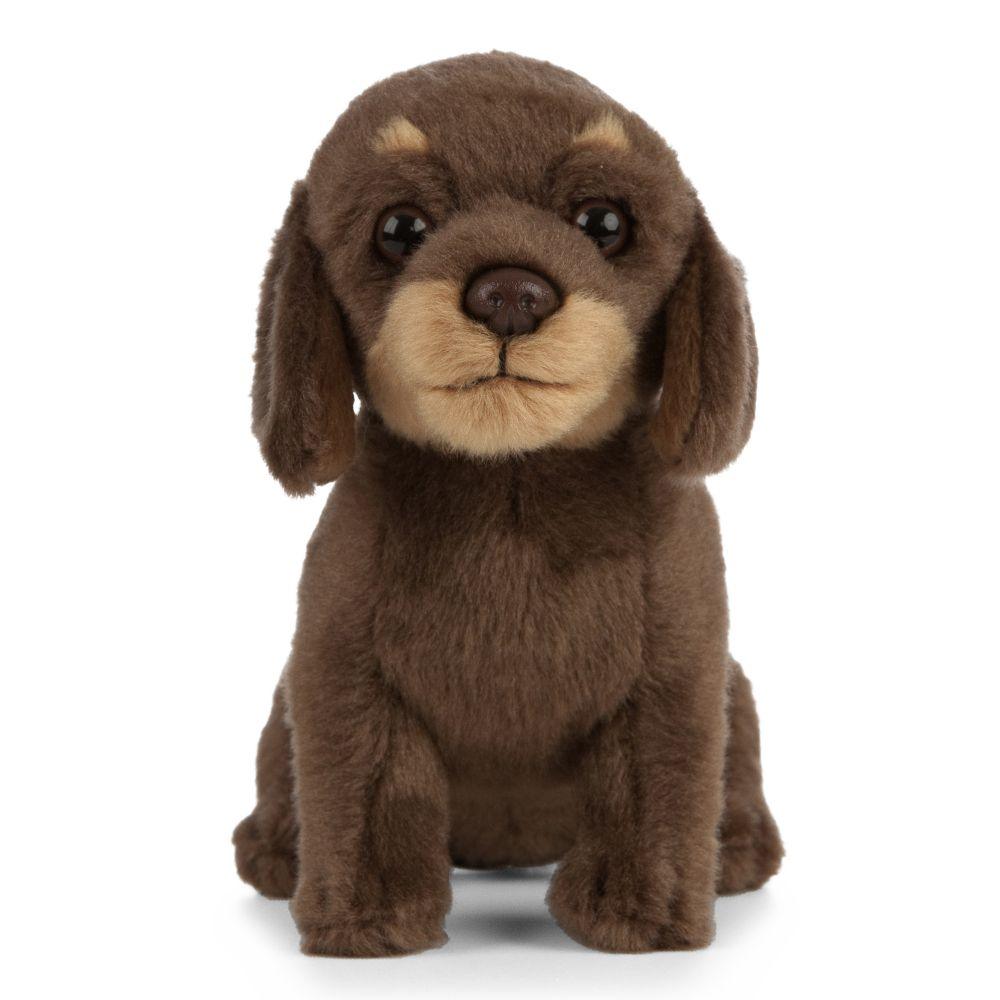 Hund Bamse Dachshund Valp | Living Nature - Bamsedyra AS