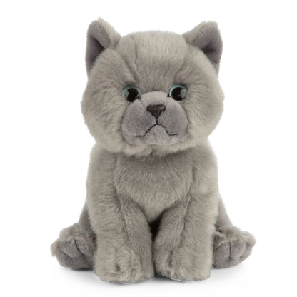 British Grey Shorthair Kitten | Living Nature Detail - Bamsedyra AS