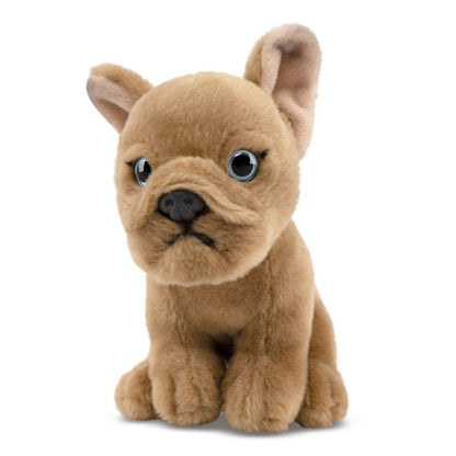 Fransk Bulldog Valp Kosedyr Feature | Living Nature - Bamsedyra AS